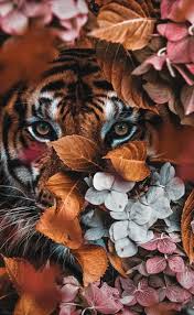Pin By Lucy Rennie On My Love For Tiger S Animal Wallpaper Most Beautiful Animals Animal Photography