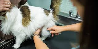 In fact, the rabies vaccine side effects in cats are similar to those in dogs as well. Vaccinating Your Cat International Cat Care
