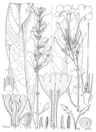 Image result for Asystasia vogeliana