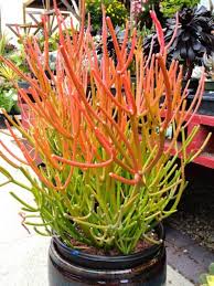 Succulent with orange yellow flowers. 118 Different Types Of Succulents With Pictures Indoor Outdoor