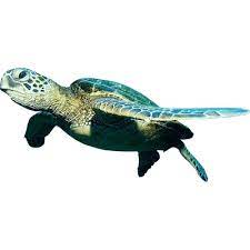 Pin By Ibrahim Saamih On Hgff Turtle Sea Turtle Animals