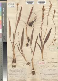 Image result for Chlorophytum subpetiolatum