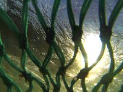 en: Fisheries and Survey Technology