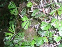 Image result for Actiniopteris semiflabellata