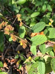 Image result for Waltheria indica