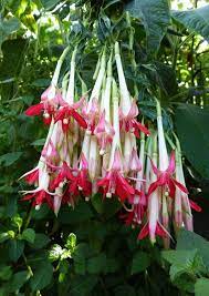 Fuchsia Boliviana Alba Fuchsia Flowers Flowers Unusual Plants