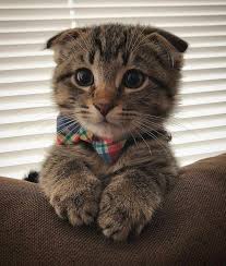 Adorable Scottish Fold Cat Cats Catsofinstagram Cats Of Instagram Cutecats Cutecatsblog Cu Sevimli Kedi Yavrulari Komik Hayvan Evcil Hayvanlar