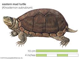 Image result for turtle