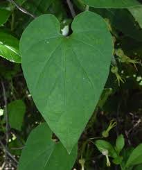 Image result for Riocreuxia