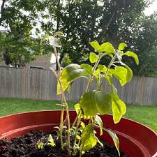 Image result for Ocimum fimbriatum