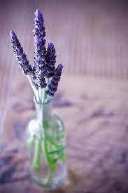 3 Lavender Lavender Flowers Lavender Cottage Lavender