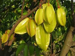 Image result for Averrhoa carambola