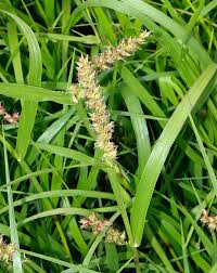 Image result for Cenchrus unisetus