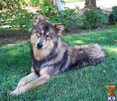 Both parents have been dna and health tested. Wolf Dog Puppy For Sale Red Sables And Black Cherries In Color 9 Months Old