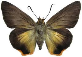 Image result for Triaspis macropteron