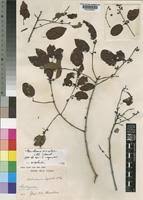 Image result for Berchemia discolor