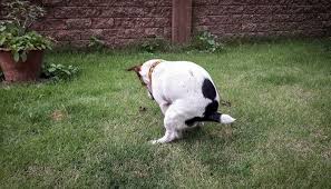 What To Give A Constipated Dog In 2020 Constipated Dog Dog Medicine Your Dog