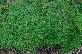 Image result for Selaginella nivea