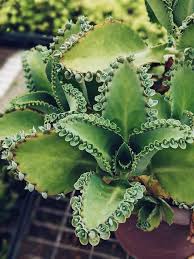 Kalanchoe Daigremontiana Mother Of Thousands Succulents Network In 2020 Mother Of Thousands Plant Succulents Plants