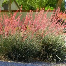 Image result for Grewia inaequilatera