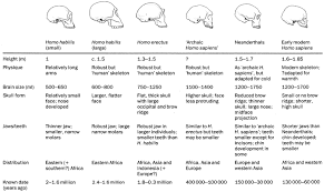 43 Expert Chart Human Evolution