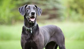 All black great dane puppies for sale. Great Dane Dog Breed Information
