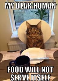 Funny Animal Pictures Cat Memes Just Like Cat Funniest Animals Cat Fun Cat Funny Cat Cats Cat Cute Ca Animal Captions Funny Animals Funny Animal Memes