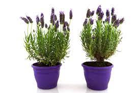 High, this unique topiary tree features hints of billowing lavender blooms delicately mixed with soft hued greenery. Lavender Trees Hgtv