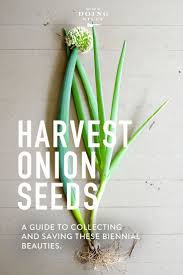 A good storage onion stored properly will retain its eating quality for 10 to 12 months. Saving Onion Seeds So You Can Smell Like A Chef Harvest Onions Onion Flower Planting Onions