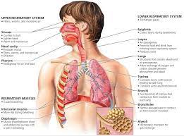 The Respiratory System Biology Of Humans