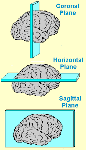 Neuroscience For Kids Directions Planes Sagittal Plane Neuroscience Human Body Unit