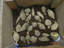 I did find one stray tuber when i went out to check on them, so i will probably plant that one in a pot. Winter Storage Dividing Dahlias Dahlia Barn