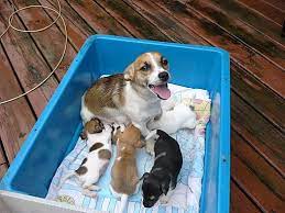 Wisconsin dells vacation rentals wisconsin dells vacation packages flights to wisconsin dells wisconsin dells restaurants things to do in wisconsin dells wisconsin dells shopping. Wisconsin Dells Wi Jack Russell Terrier Meet Iris And Pups A Pet For Adoption