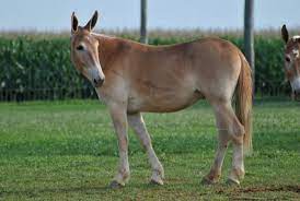 var olduklarina inanamayacaginiz 2 farkli hayvanin ciftlesmesi ile ortaya cikan ilginc turler unique animals animals rare animals