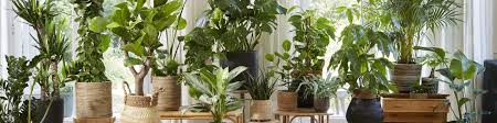 Nomi, immagini e informazioni sulle piante da interno, con utili consigli per la coltivazione e il mantenimento. Piante Da Interno Piante Da Appartamento Vendita Online