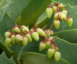 Image result for Cyphostemma congestum