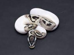 Pin On Reptiles