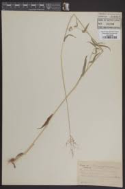 Image result for Panicum adenophorum