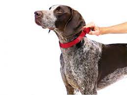 Martingale Dog Collars How To Use Them And Which Ones Are Best