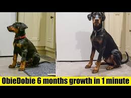 Timelapse Of Doberman Puppy From 8 Weeks To 6 Months Hd 4k
