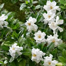 Image result for Gardenia
