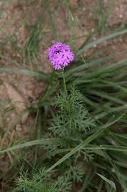 Image result for Verbena aristigera