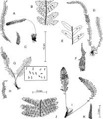 Image result for Lellingeria