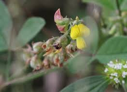 Image result for Crotalaria uncinella