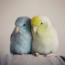 Birds That Cant Fly Are Birds Animals Birds That Can T Fly Birds Of Prey Lot Birds Of Prey Mo Animals Https Youtube2 Parrotlet Wild Birds Photography Bird Photography