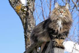 Norwegian Forest Ve Ozellikleri Norvec Orman Kedisi Miyhav Com