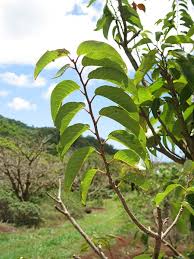 Image result for Flueggea