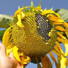 30pcs giant sunflower seeds rare seeds home garden planting ornamental plants