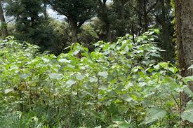双子葉植物 京都伝統文化の森プロジェクト