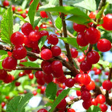 The nanking cherry showed up on a list of edible hedge species, but i didn't know if the plant was actually a cherry botanically and (more importantly) what it tasted like. Nanking Cherry Naturehills Com